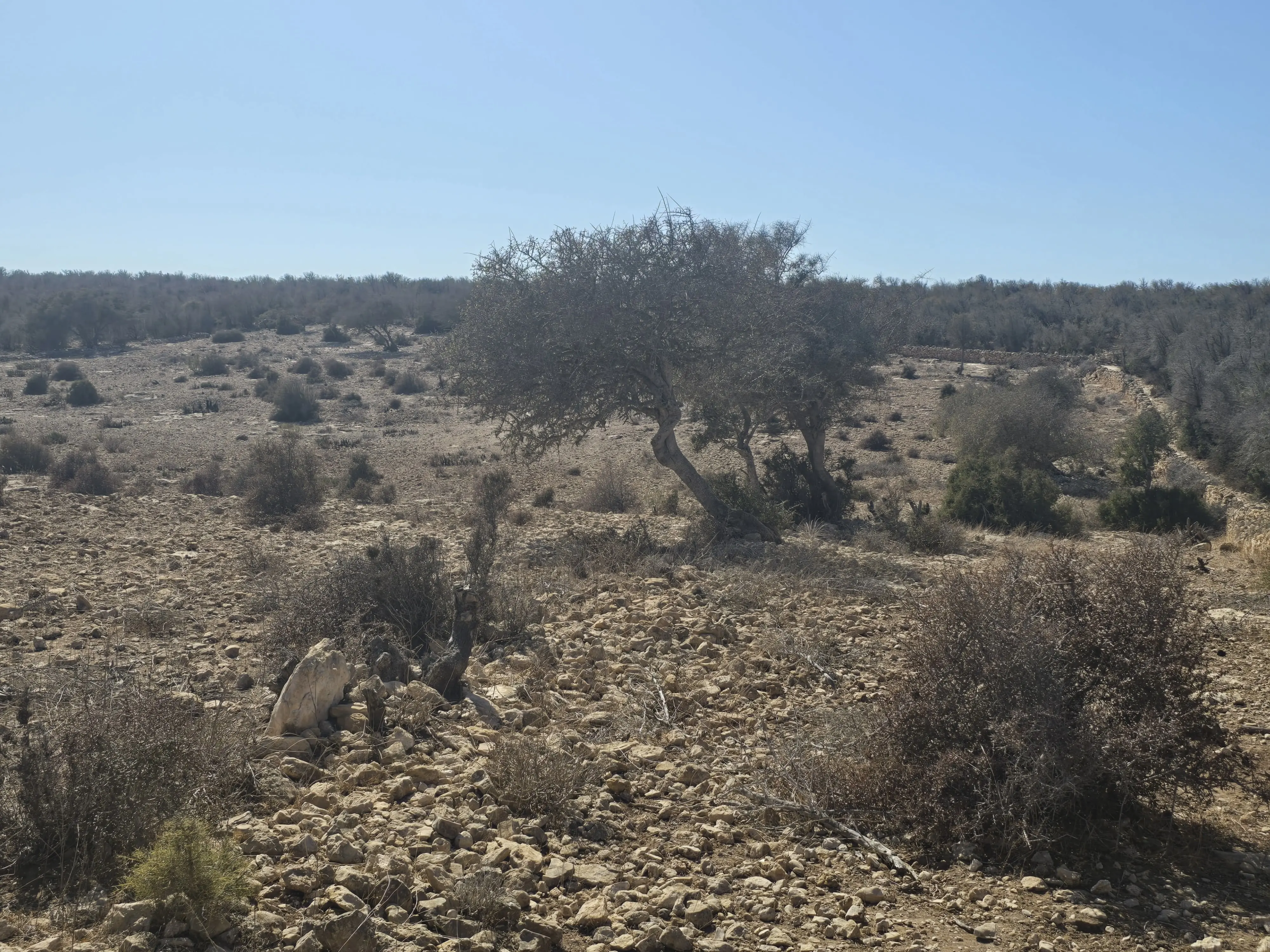Agricultural land with forest access Douar Lareich Essaouira