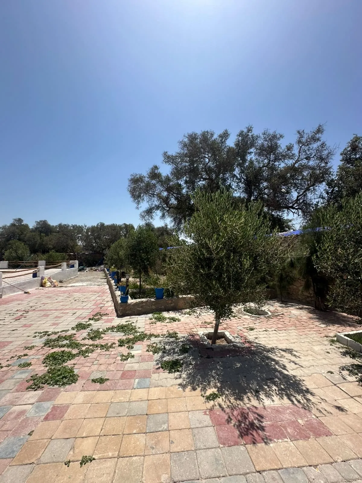 Spacious garden with olive trees and green space